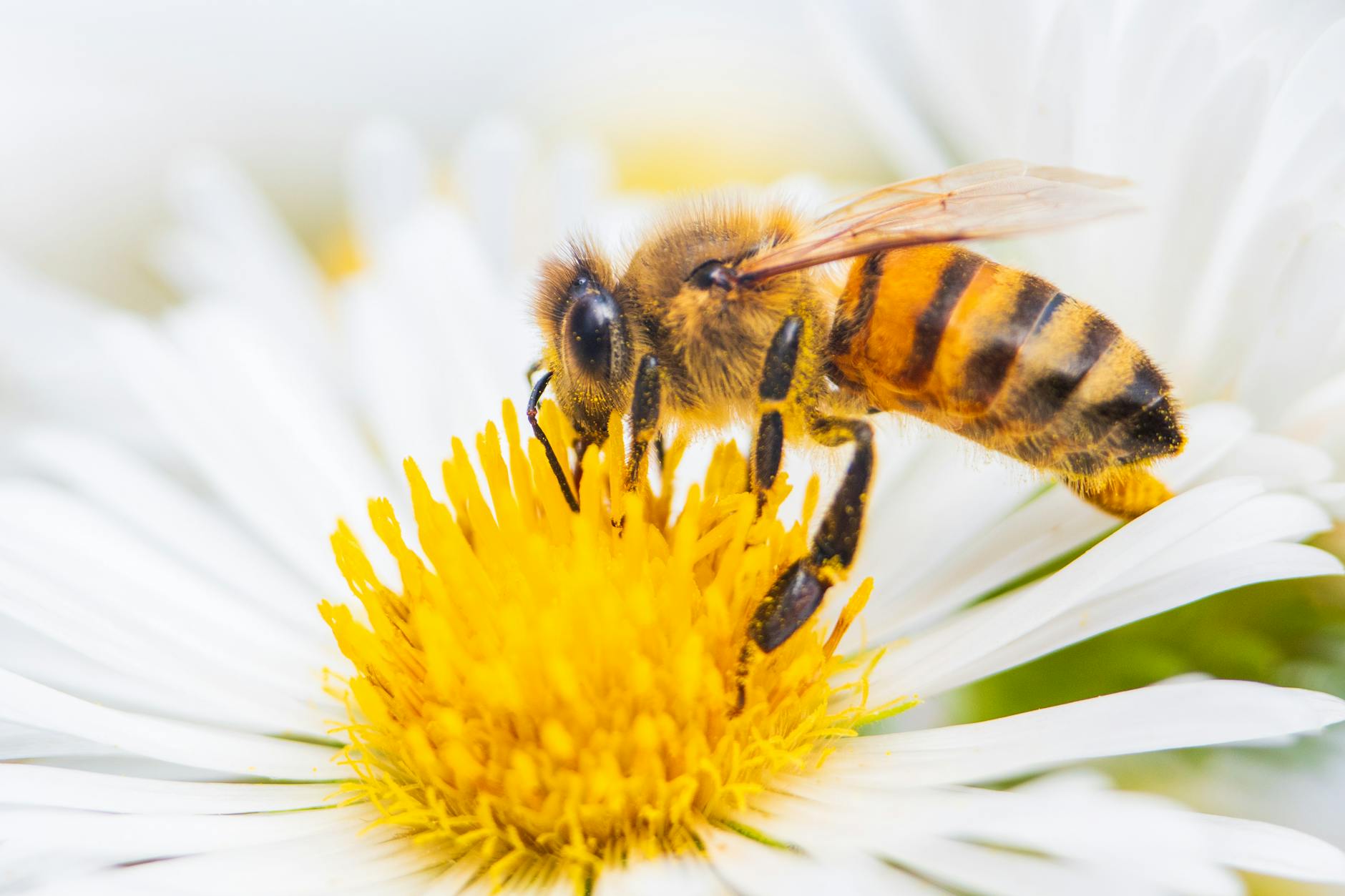 Meta Platforms Stock Outlook: 2026–2030 Forecasts Rise