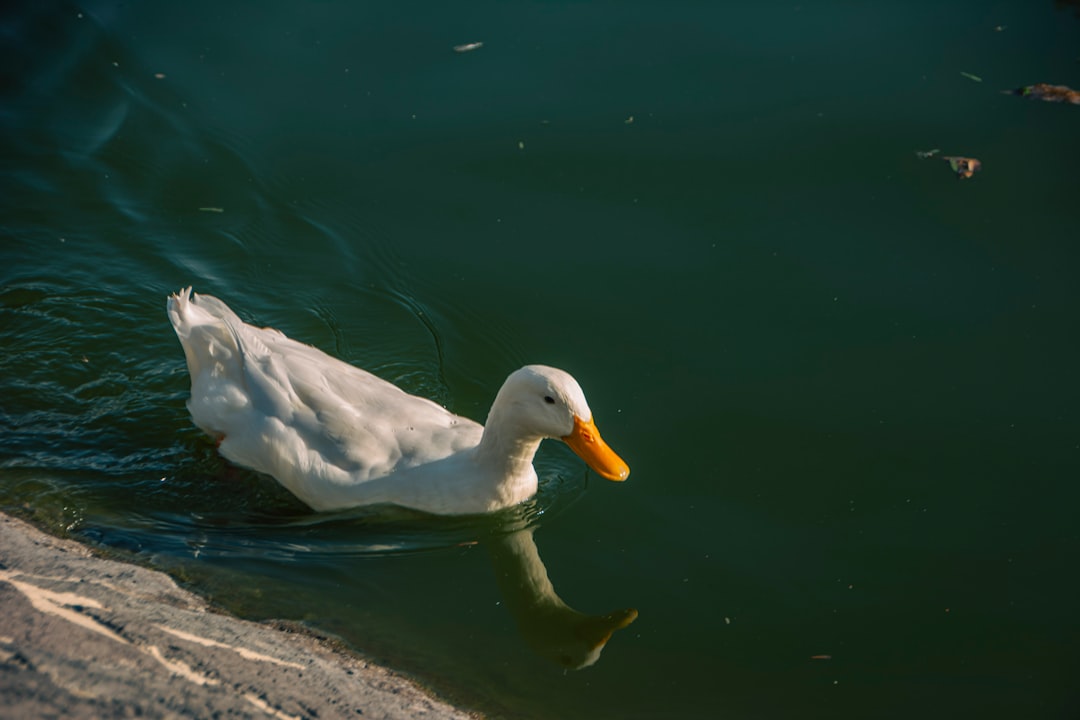 Mexico City’s Unofficial Duck Disrupts Presidential Briefing