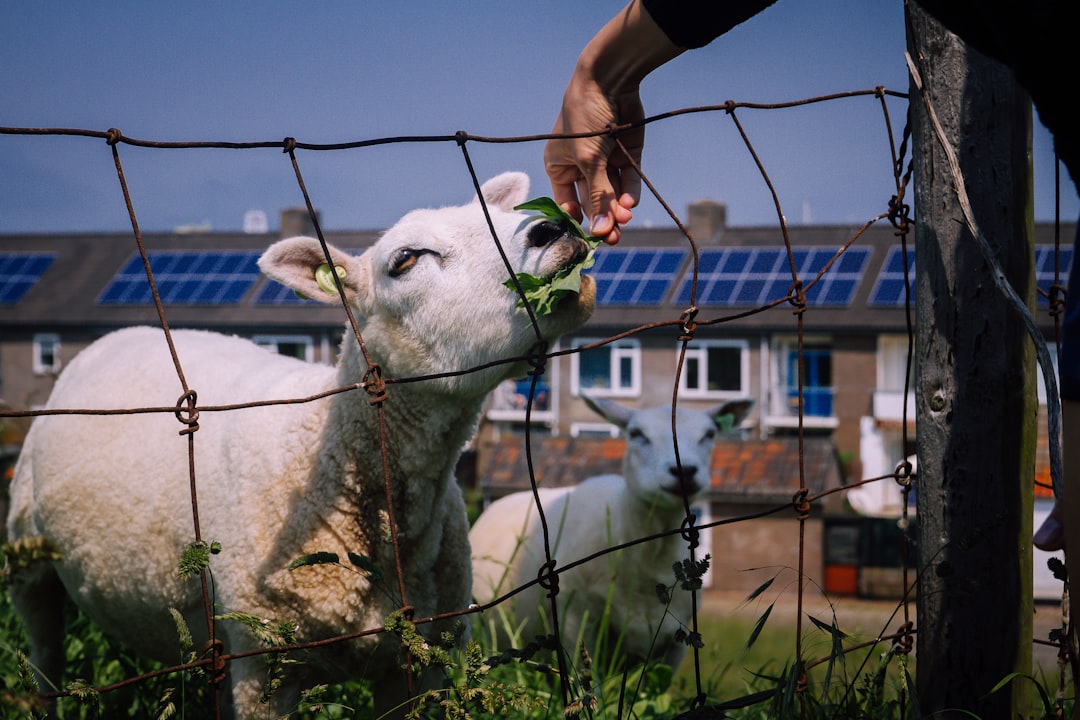 Mom Wants Farm Animals Cared After She's Gone: Dilemma