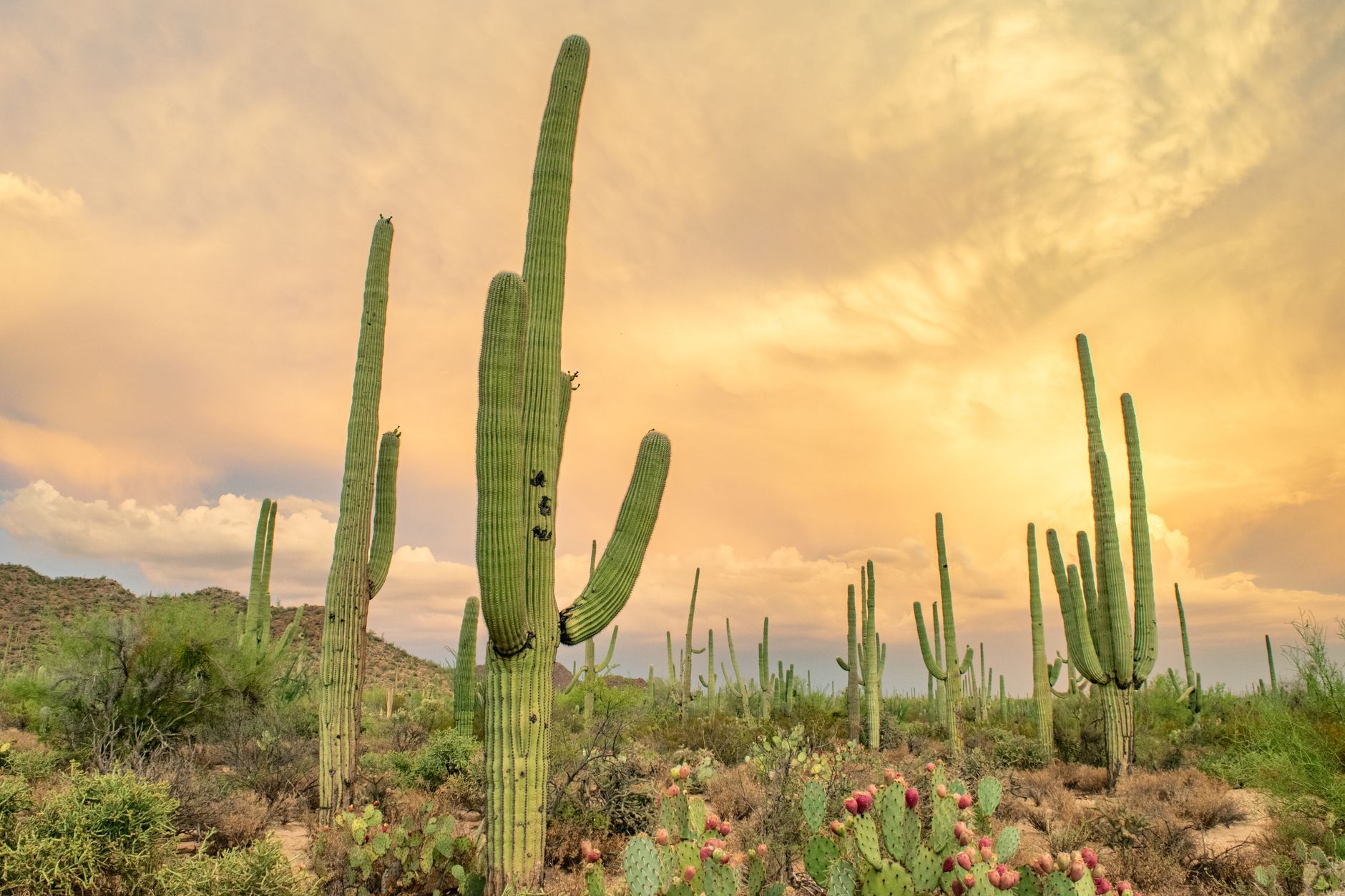 Most Retirees Find Only Arizona City Makes Sense Today