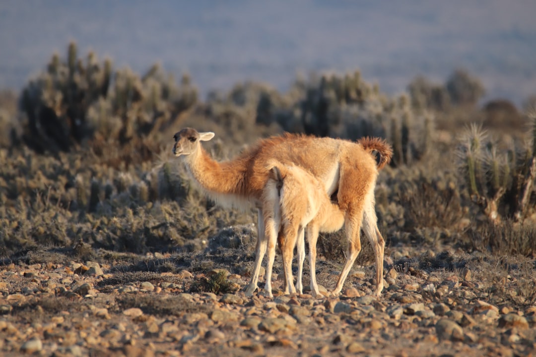 NBC’s Llamas Climbed From Intern to TV News Anchor