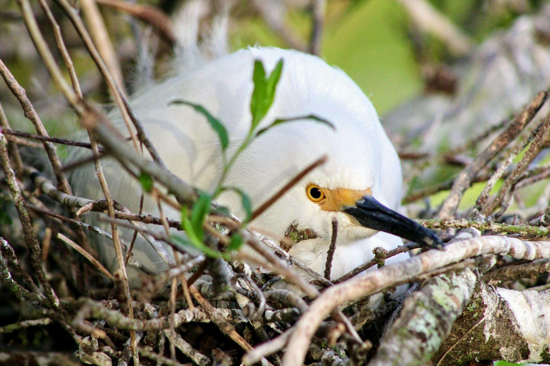Nest Egg Protection Act Would Raise Senior Tax Exclusion