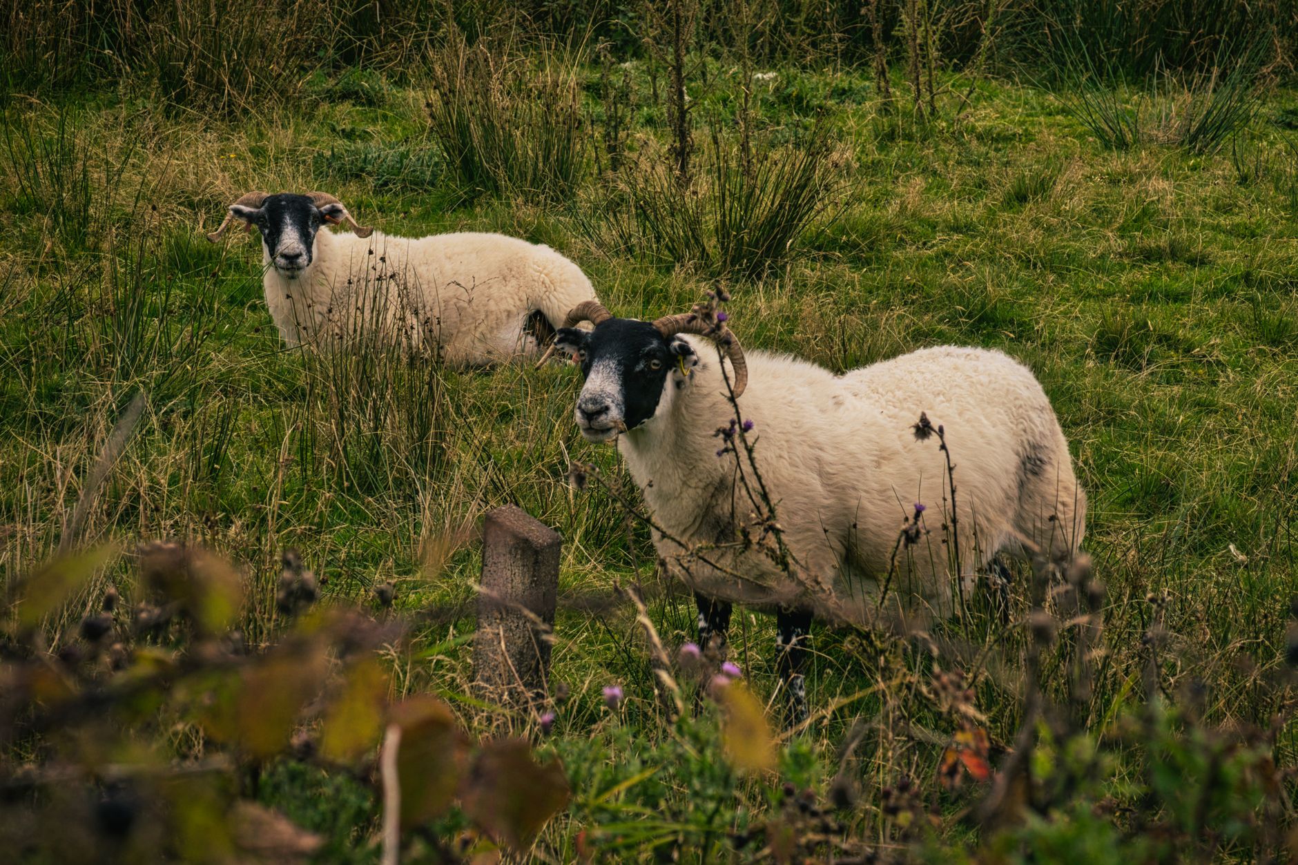 Nvidia Becomes the Black Sheep of the Chip Rally