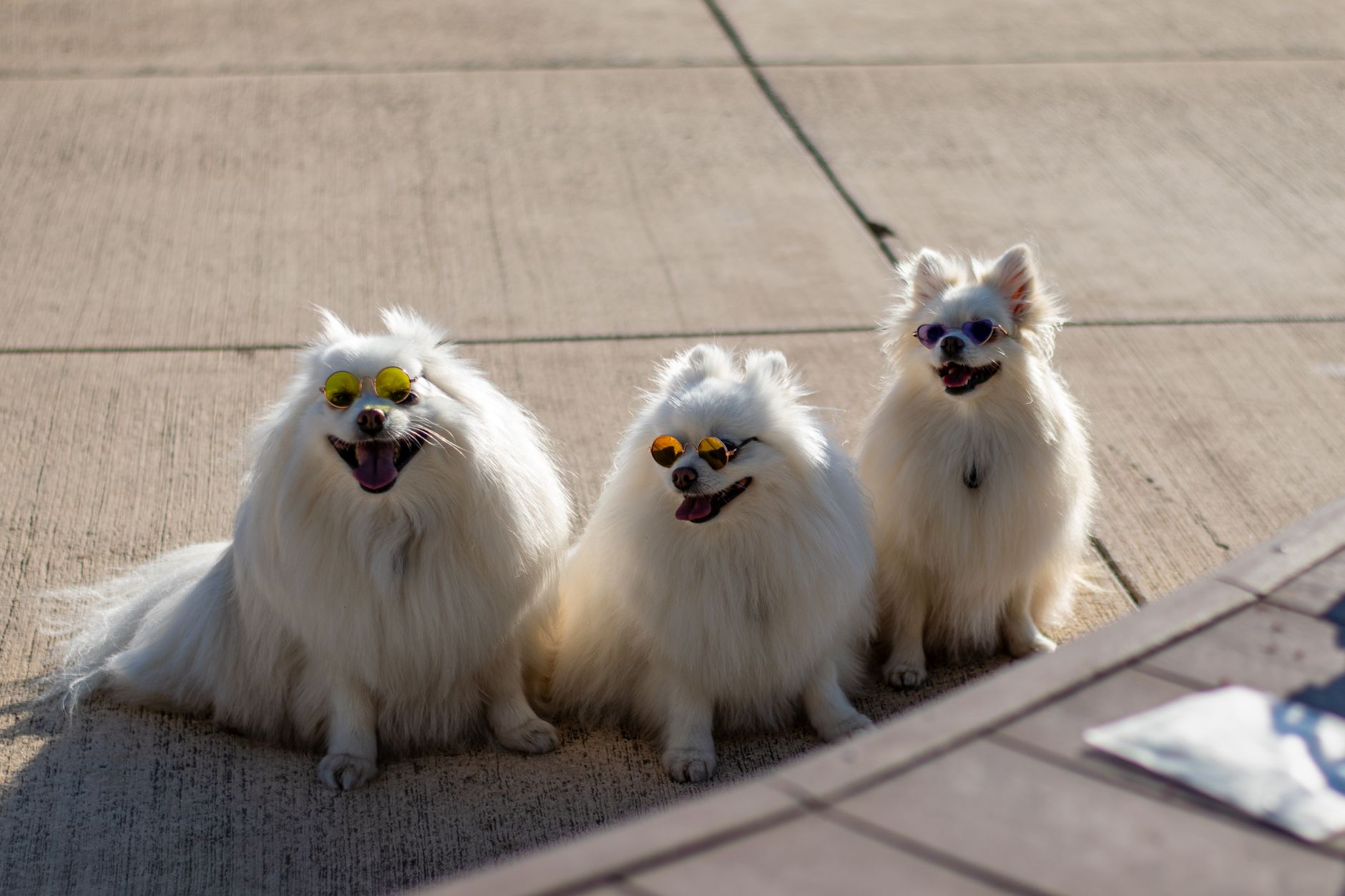 PetSmart’s Only Francisco Store Closes Amid Online Shift