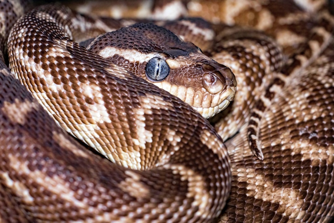 Python: Baby Boomers Strangling Economy’s Next Shape