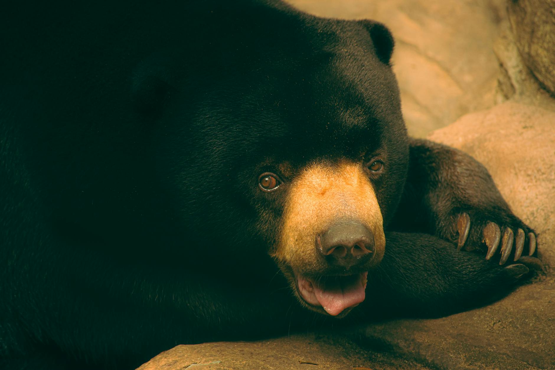 Qualcomm Bears Could Missing a Major Rebound in Tech Stocks