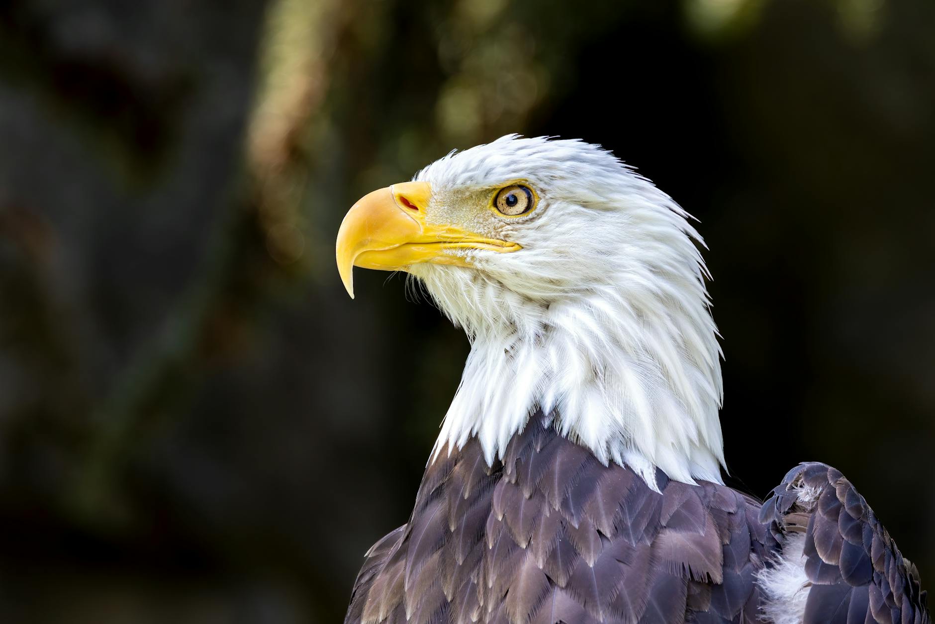 QuantumScape Climbs Eagle Line Milestone