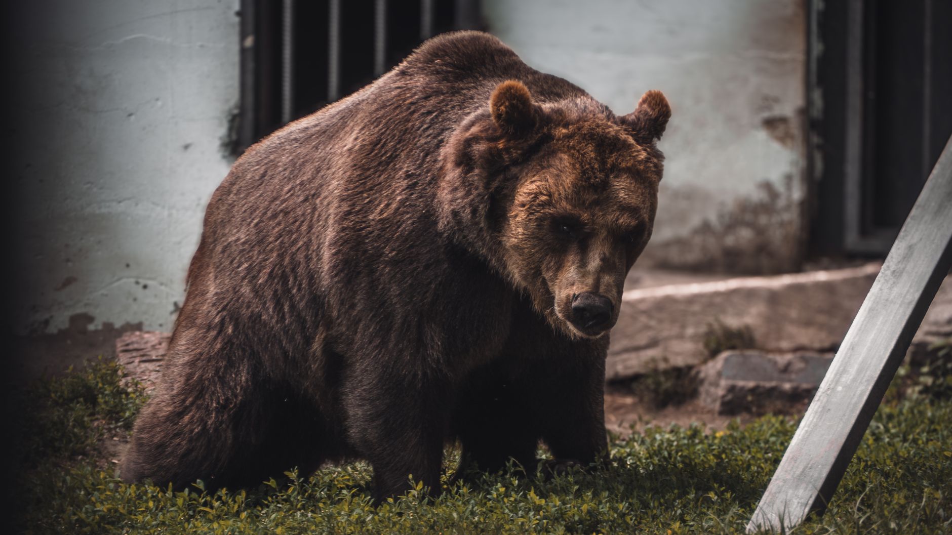 Reasons Bitcoin Stuck Bear: Analyst Sees Rally to 100K
