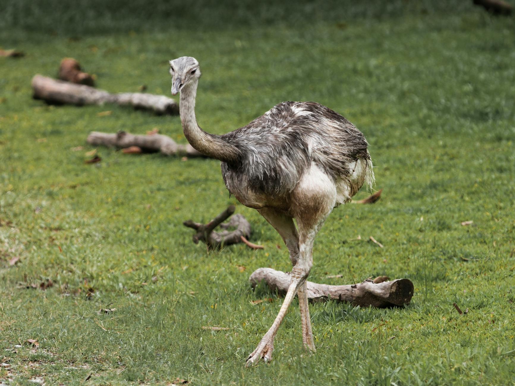 Record Payouts Tilt Markets: Largest Dividend Payout History