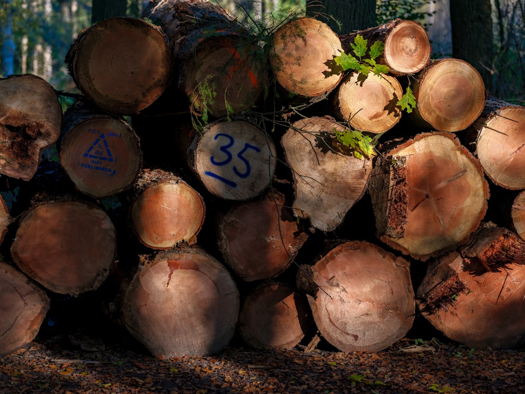 Reducing Risk: Logging, Protection and Loan Operations