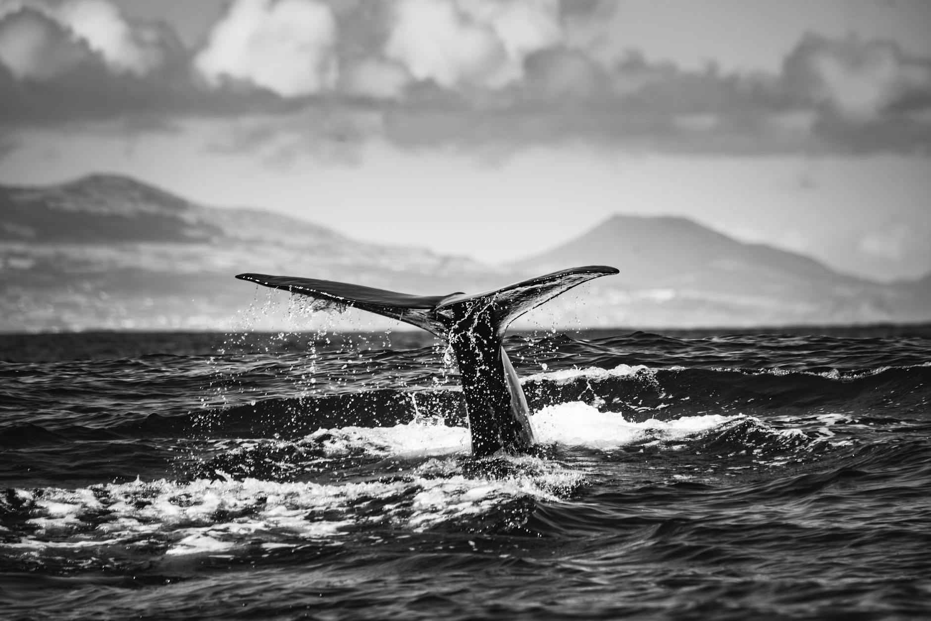 Ripple Whales Control Nearly 70% as XRP Eyes Breakout