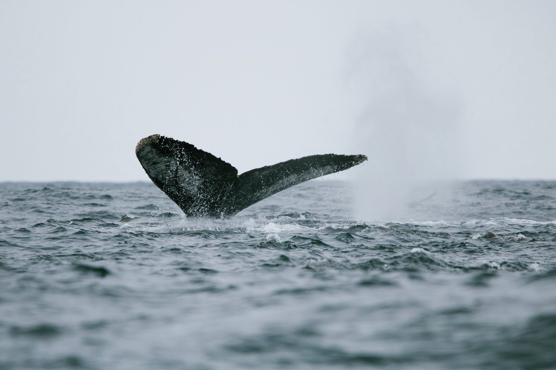 Ripple Whales Refusing Sell? Binance Inflows Hint XRP Rally