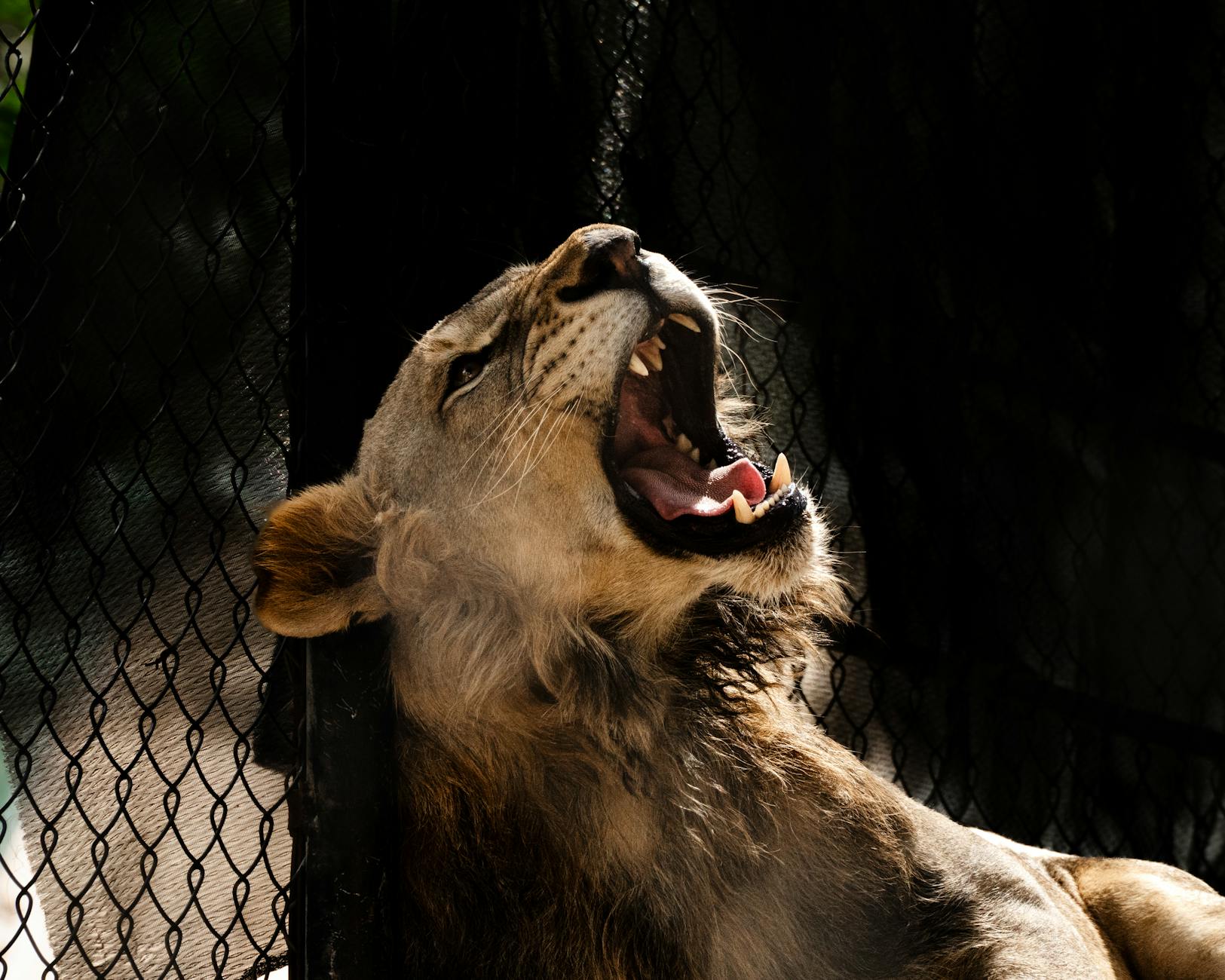 Roaring Kitty’s Deleted Post Triggers 90% RKC Crash