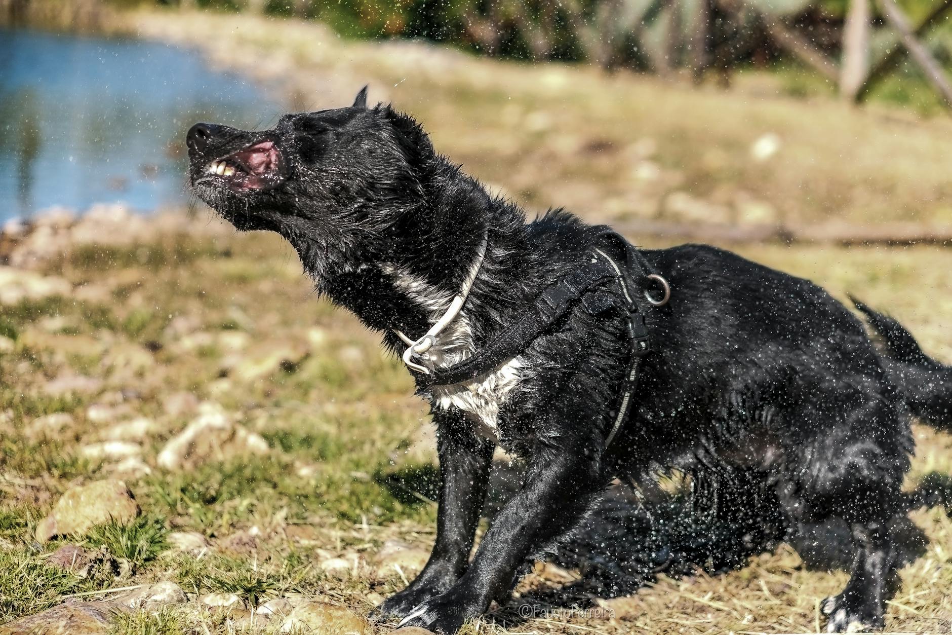 Shake Shack’s Earnings Explosion Lifts Shares Higher