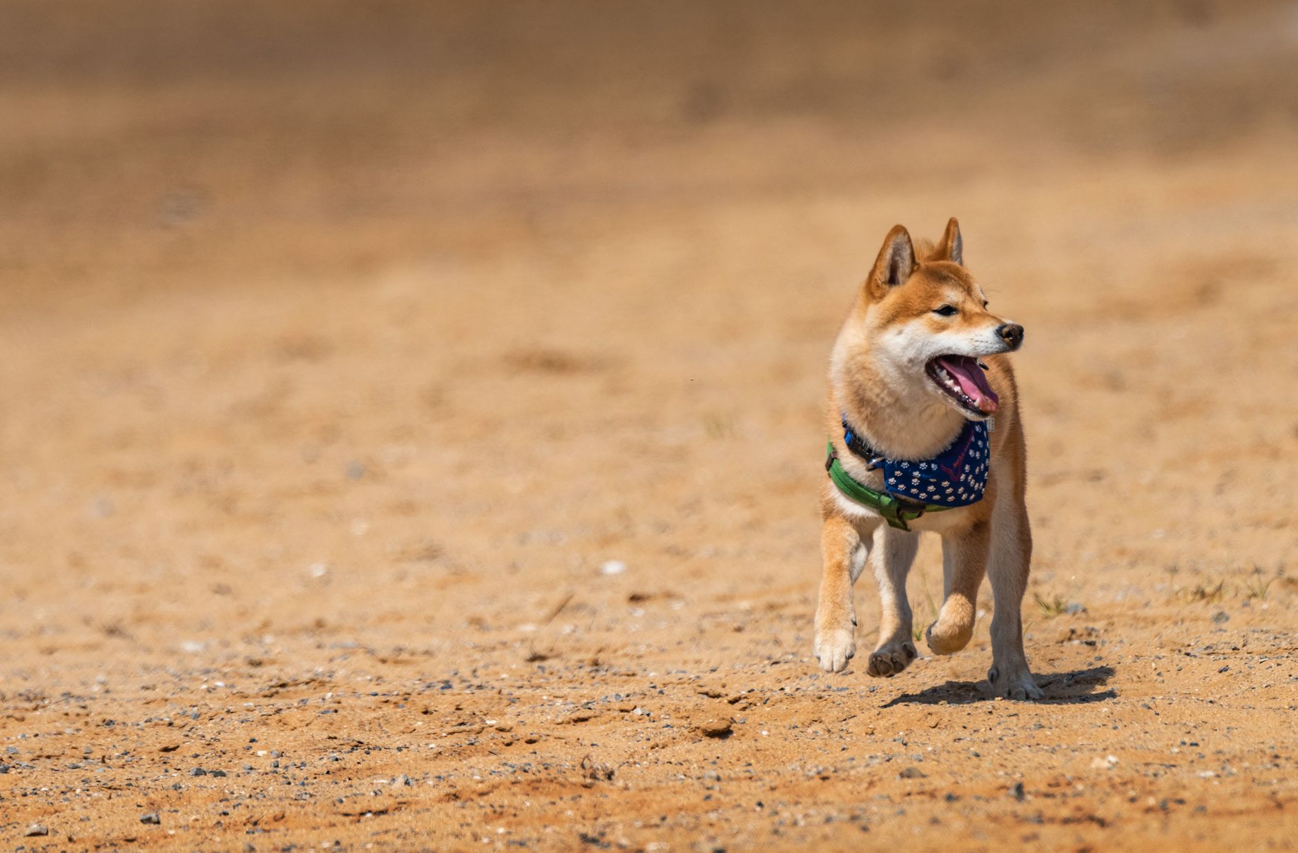 Shiba Burn Rate Goes Parabolic, Yet SHIB Slumps Further