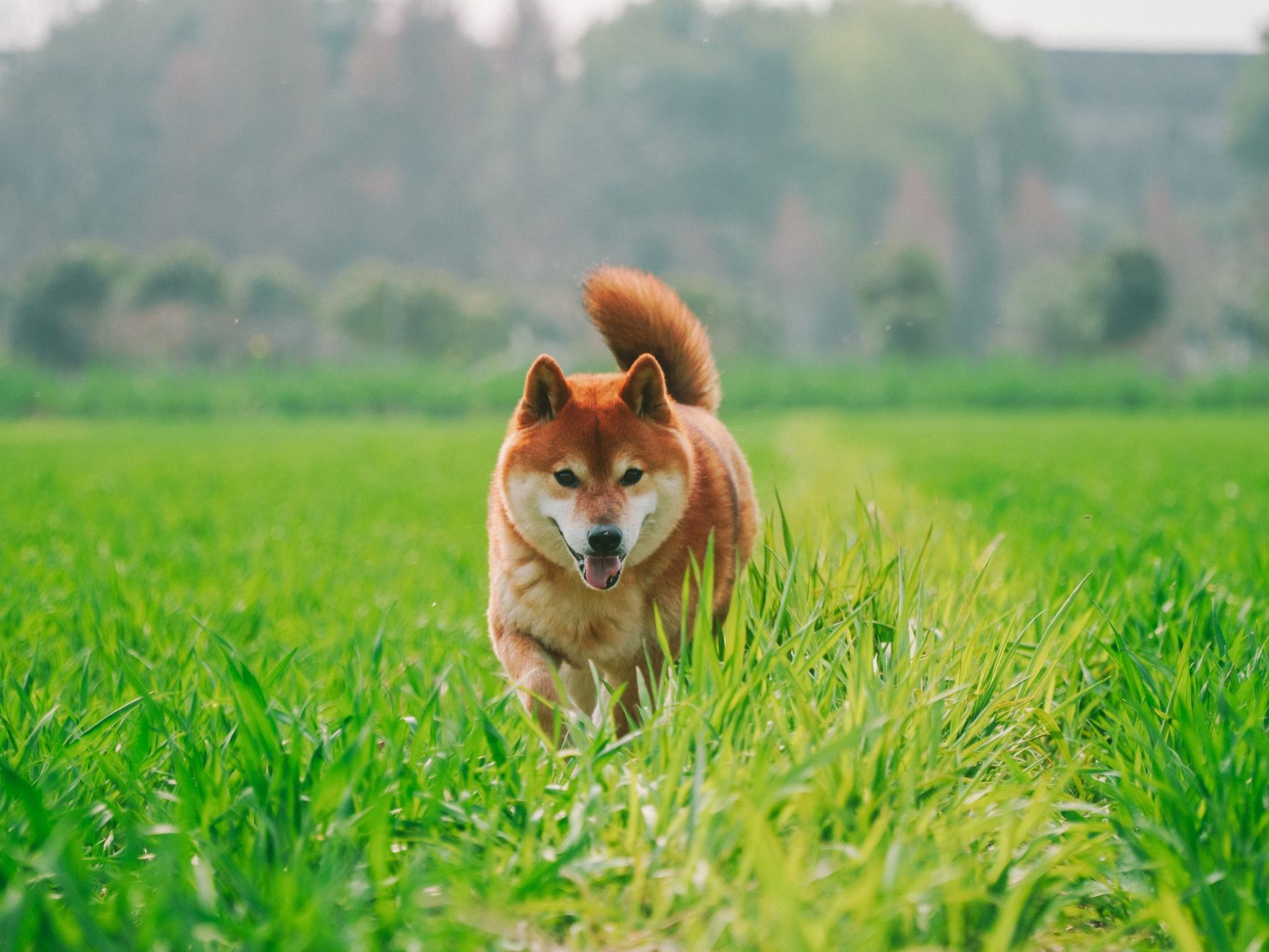 Shiba Metric Plunges 5-Year, Traders Eye Potential Rally