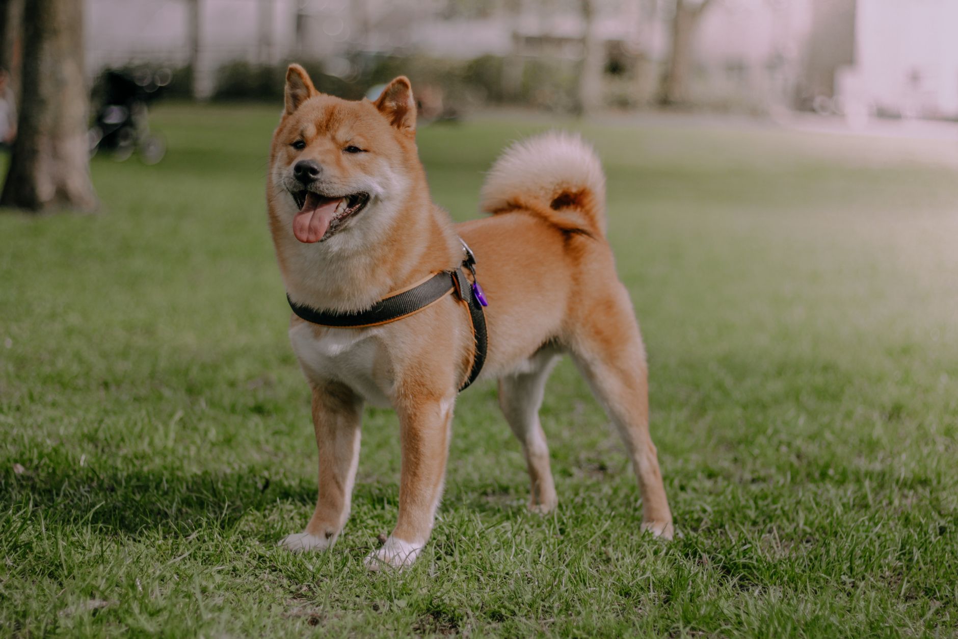 Shiba Metric Reaches ATH as Wallets Hit Peak, SHIB Slides