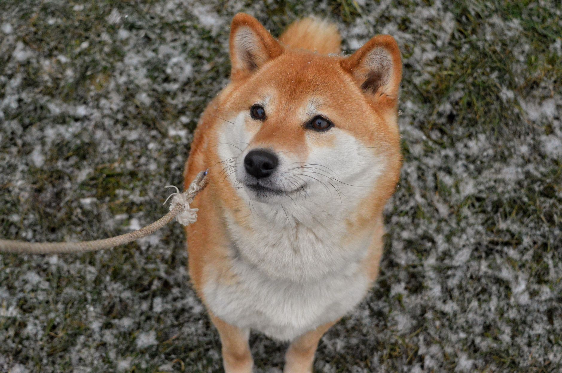 Shiba (SHIB) Investors Face Tough Year as Slump Deepens