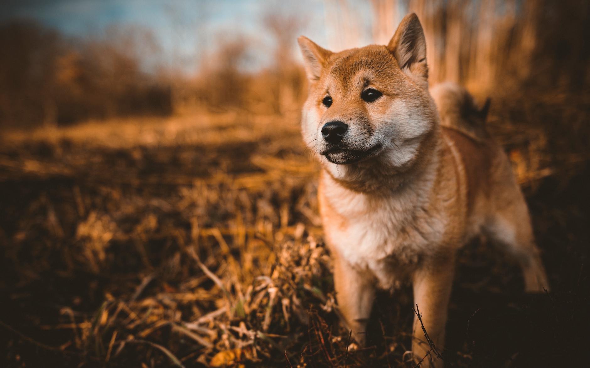 Shiba (Shib) Lost Prestigious Position: Can It Return?