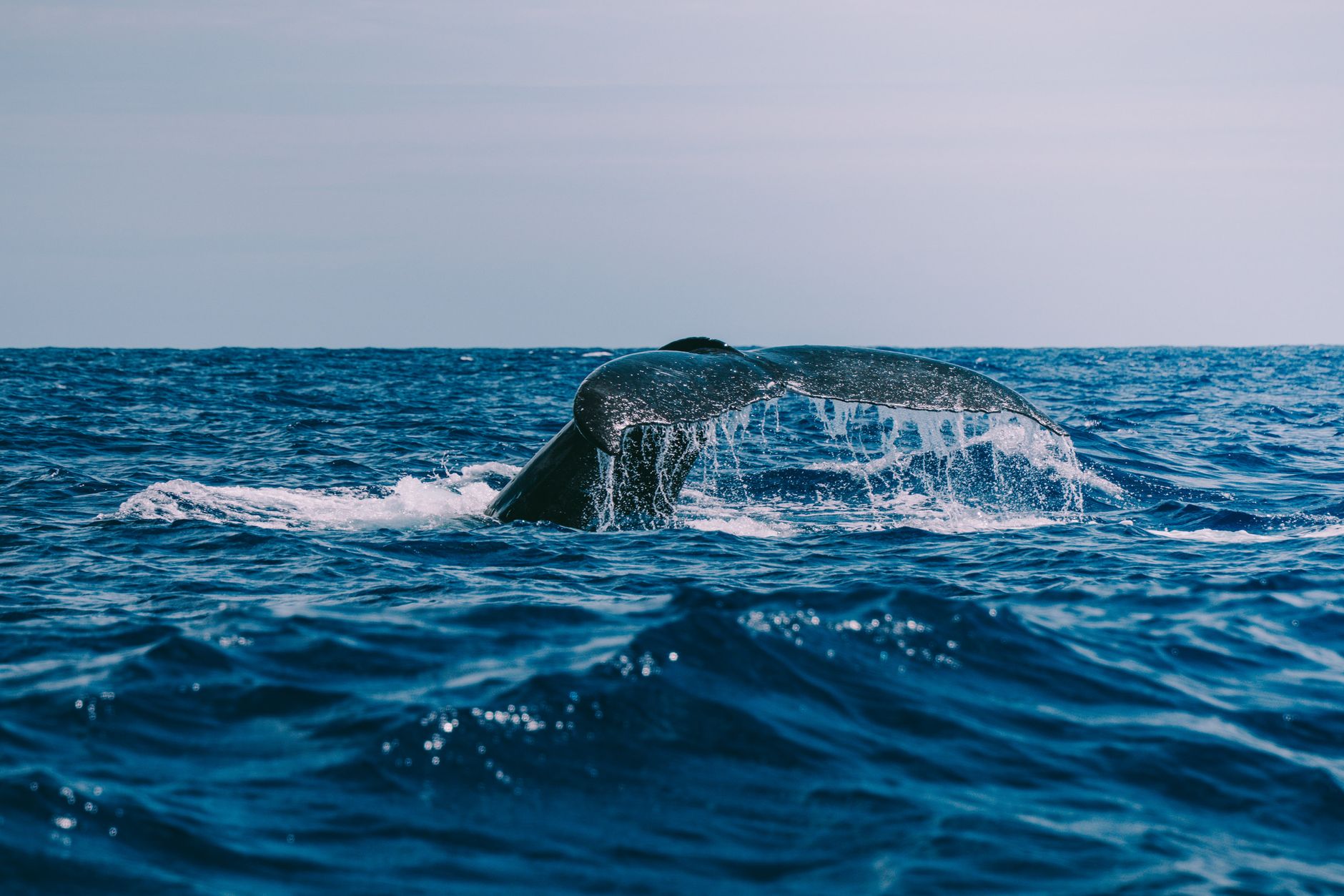 Siren Crashes as Whale Dumps Roil Crypto Markets Today