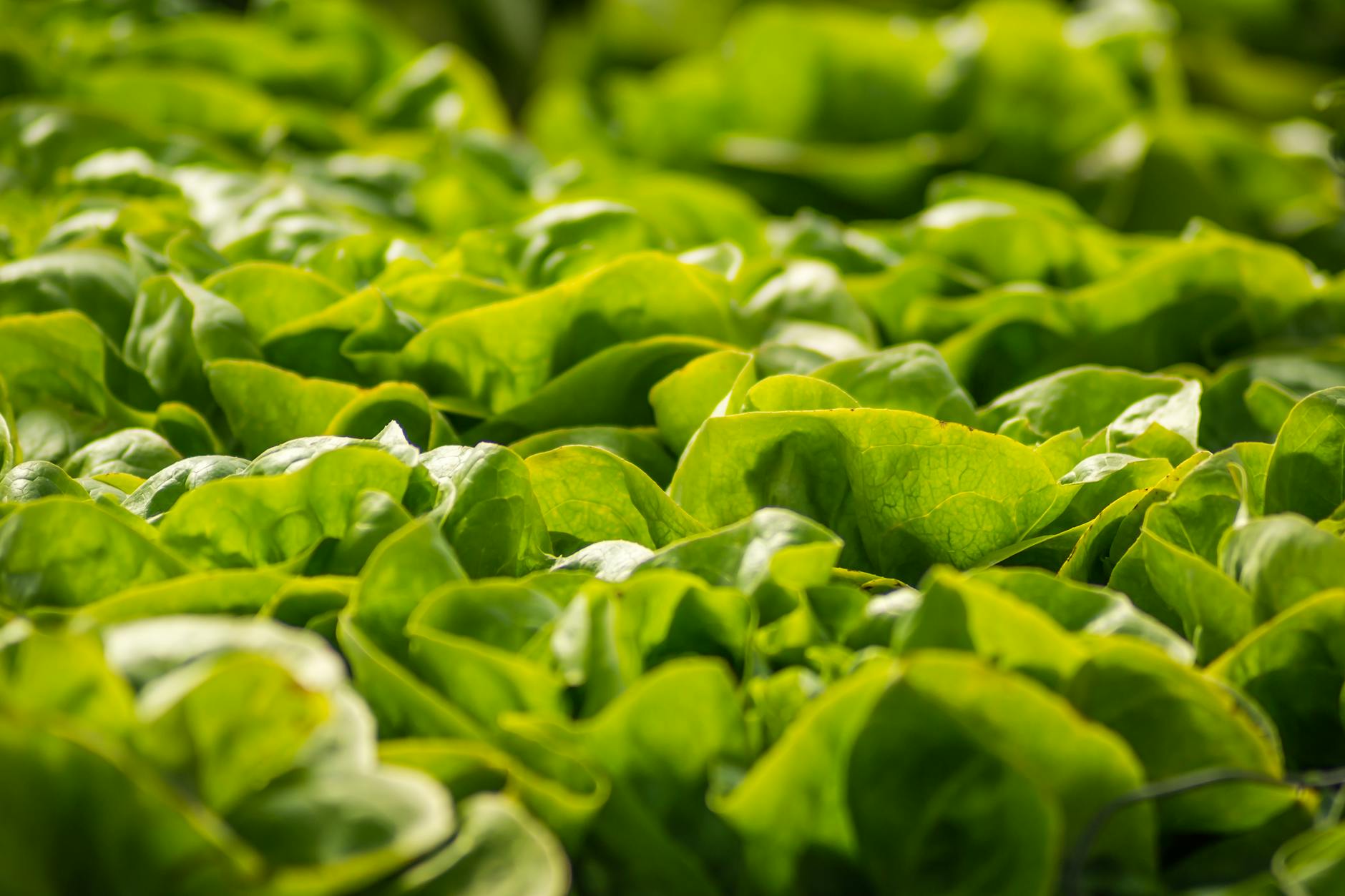 The $1,600 Lettuce Battle: California Growers Fight Back