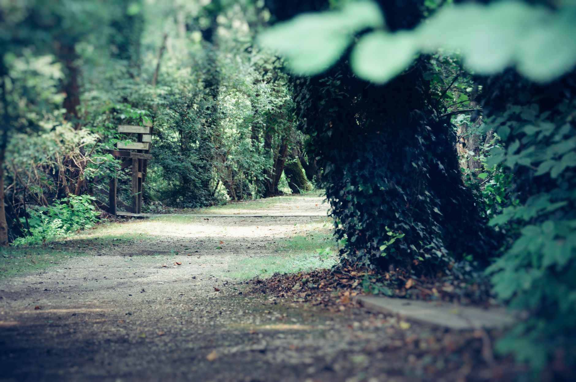 The Dividend Growth Path That Expands Your Paycheck