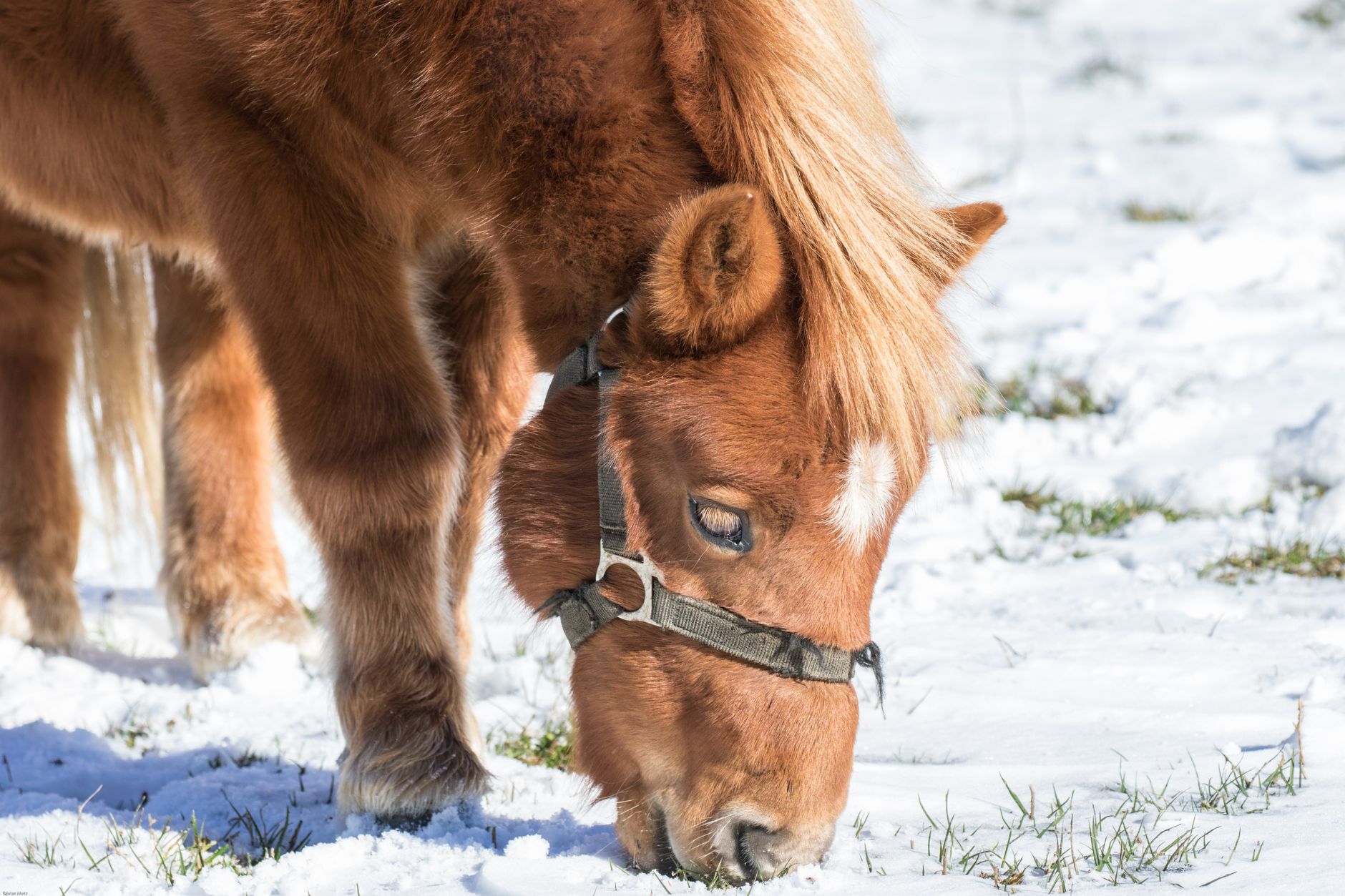 Their Horse Rescue Eats $90K a Year—Can Savings Survive?