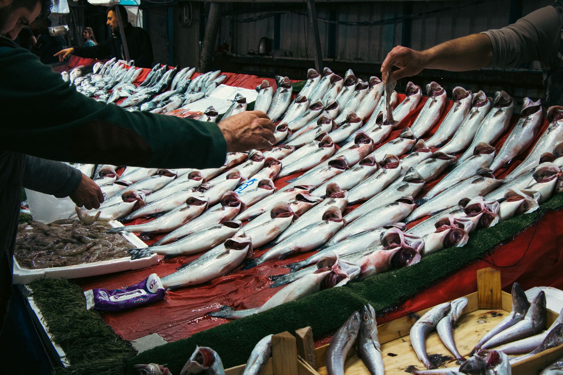 This Marine Biologist Warned Coral Collapse Hit Markets