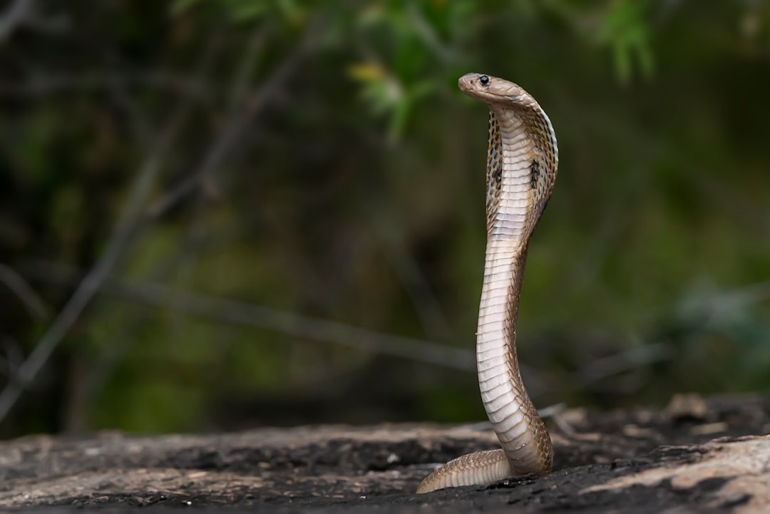 Thought COBRA Counted Coverage? Medicare Penalties Persist