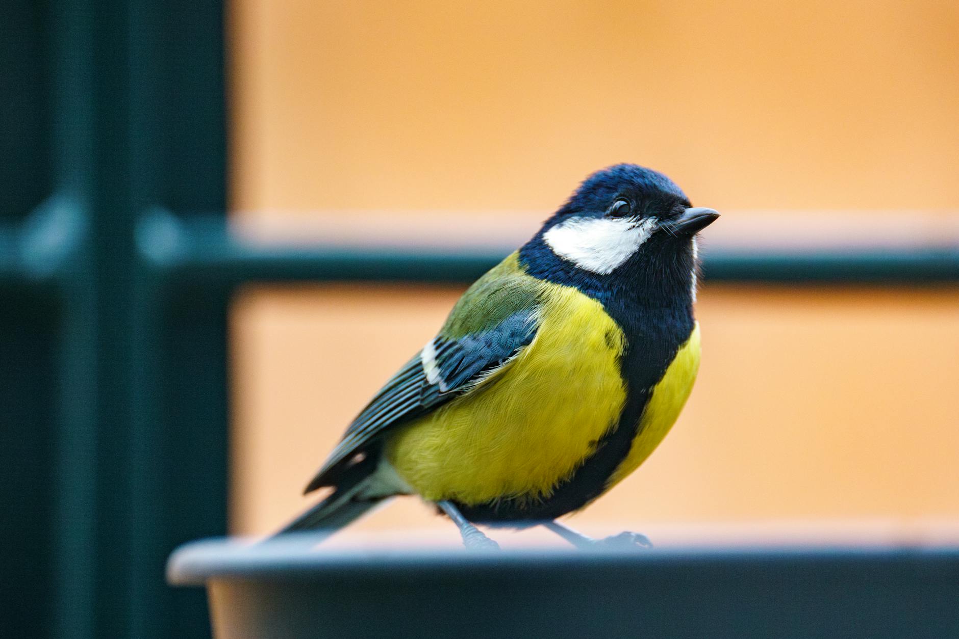 Three Small-Cap ETFs to Buy Before the Great Rotation