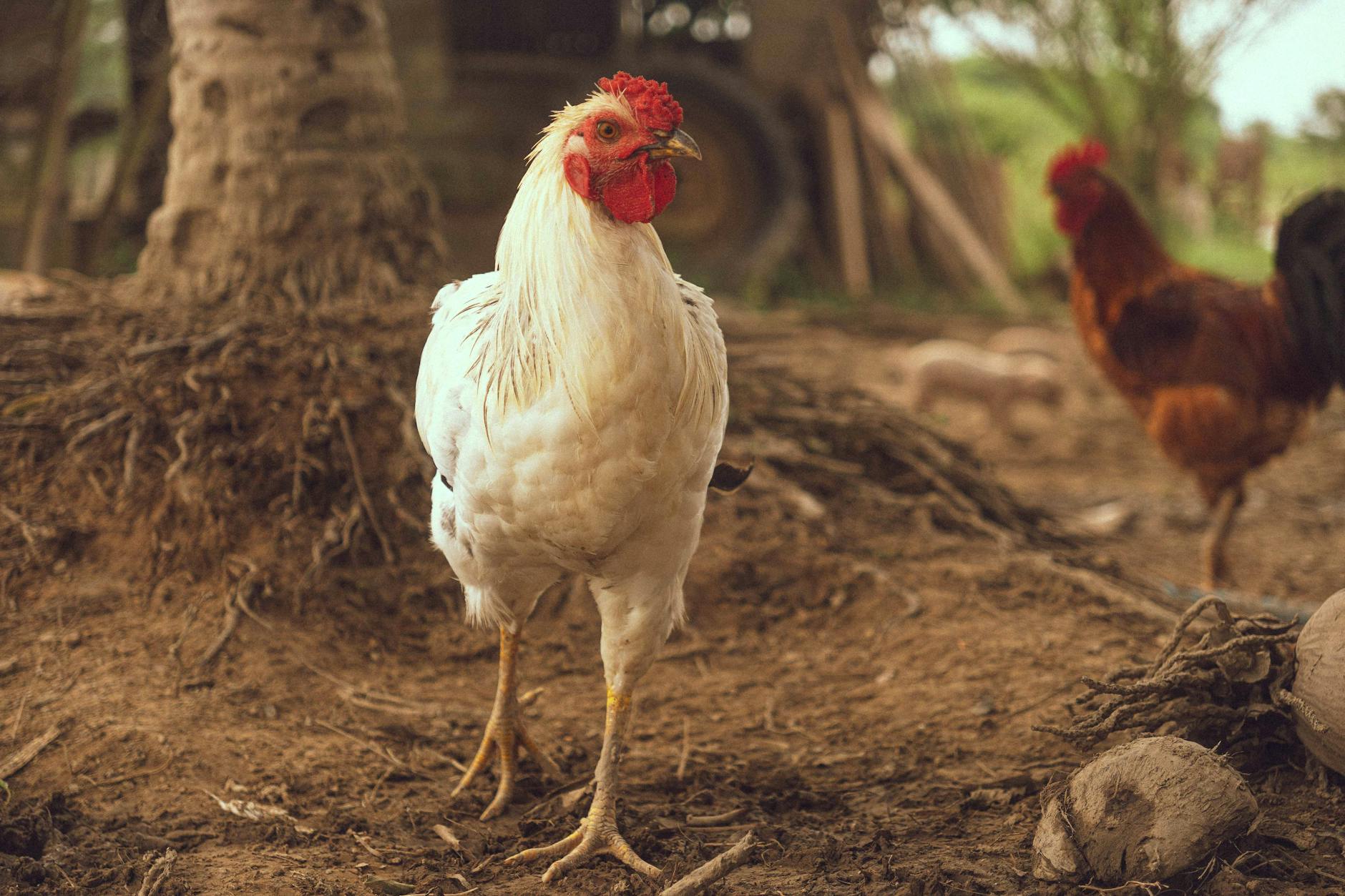 Todd Graves’ Billion-Dollar Chicken Empire Surges in 2026
