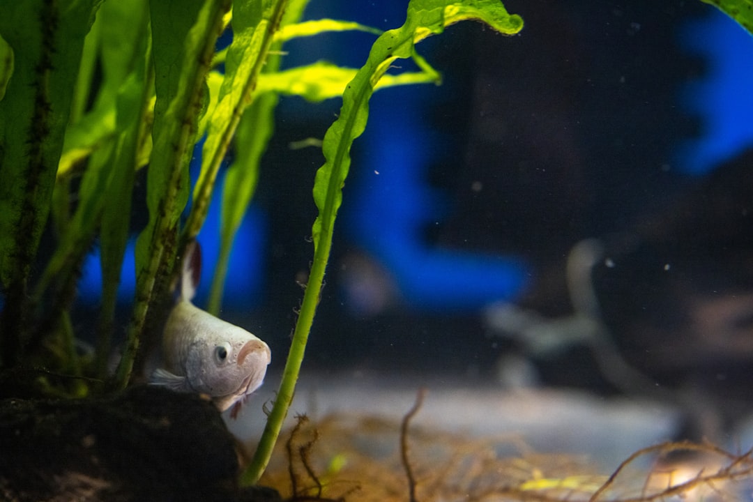Tracing Your Aquarium Fish Home: From Tank to Amazon