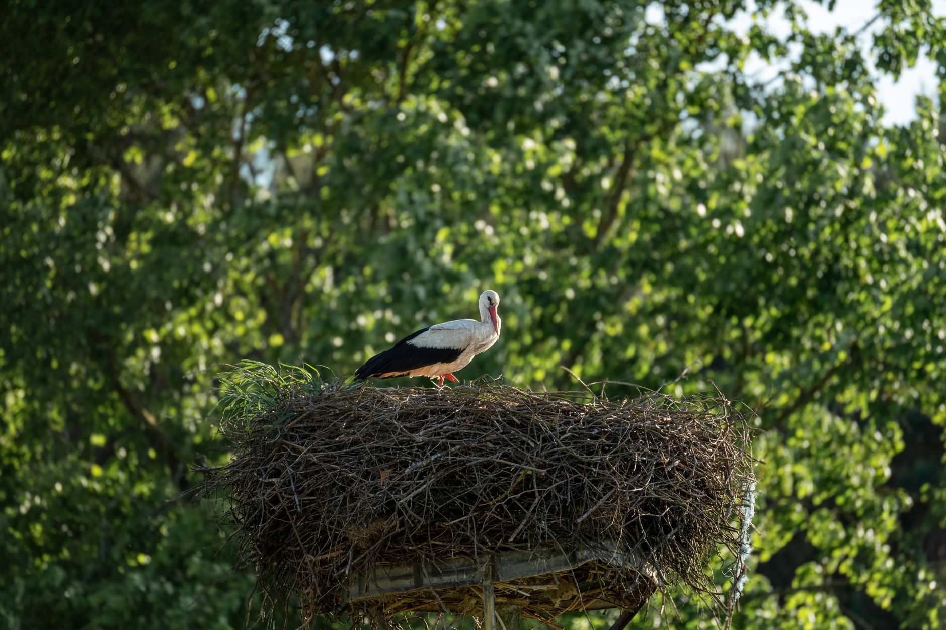 Uncomfortable Math: Million Nest Sparks Retirement Debate