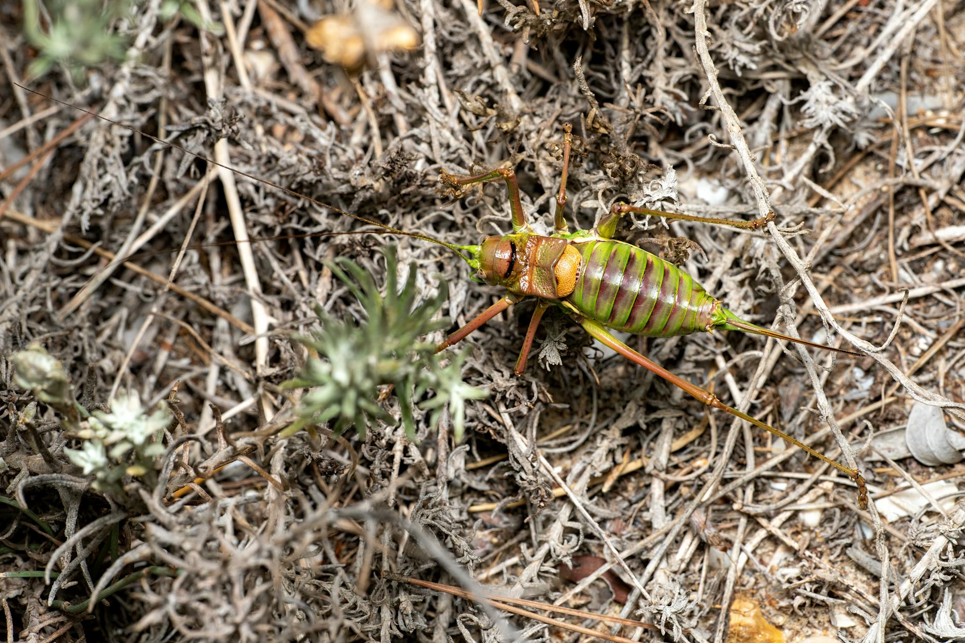 VanEck’s Macro Bottom Thesis Signals New Crypto Cycle