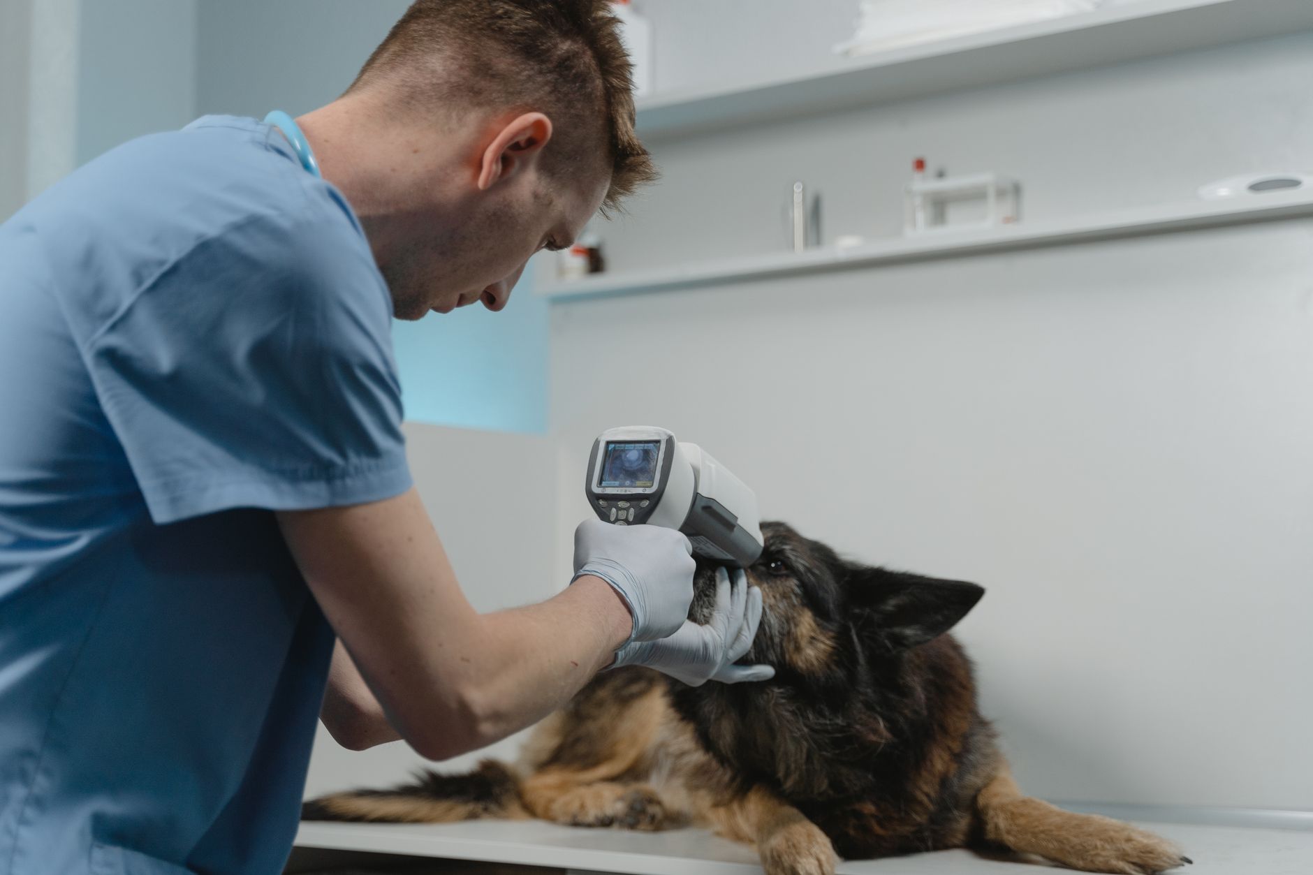 Vets Issue Urgent Warning as Screwworm Spreads in Texas