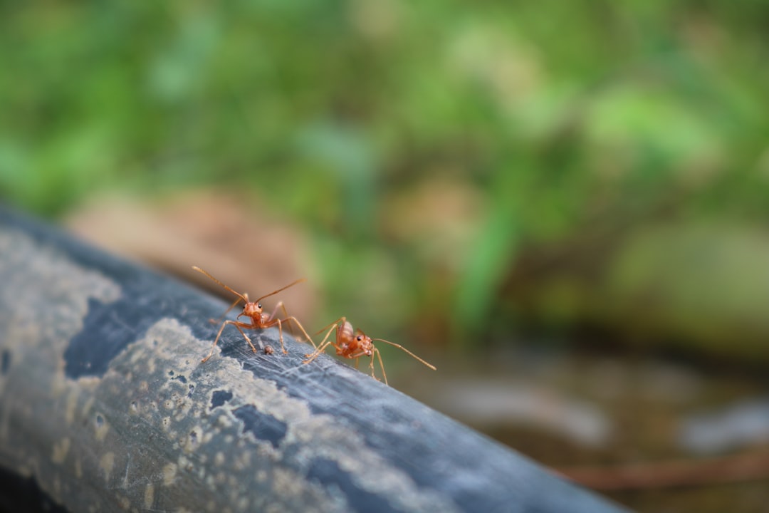 Week of the Ants Ripple Sends Asia Markets Turbulent