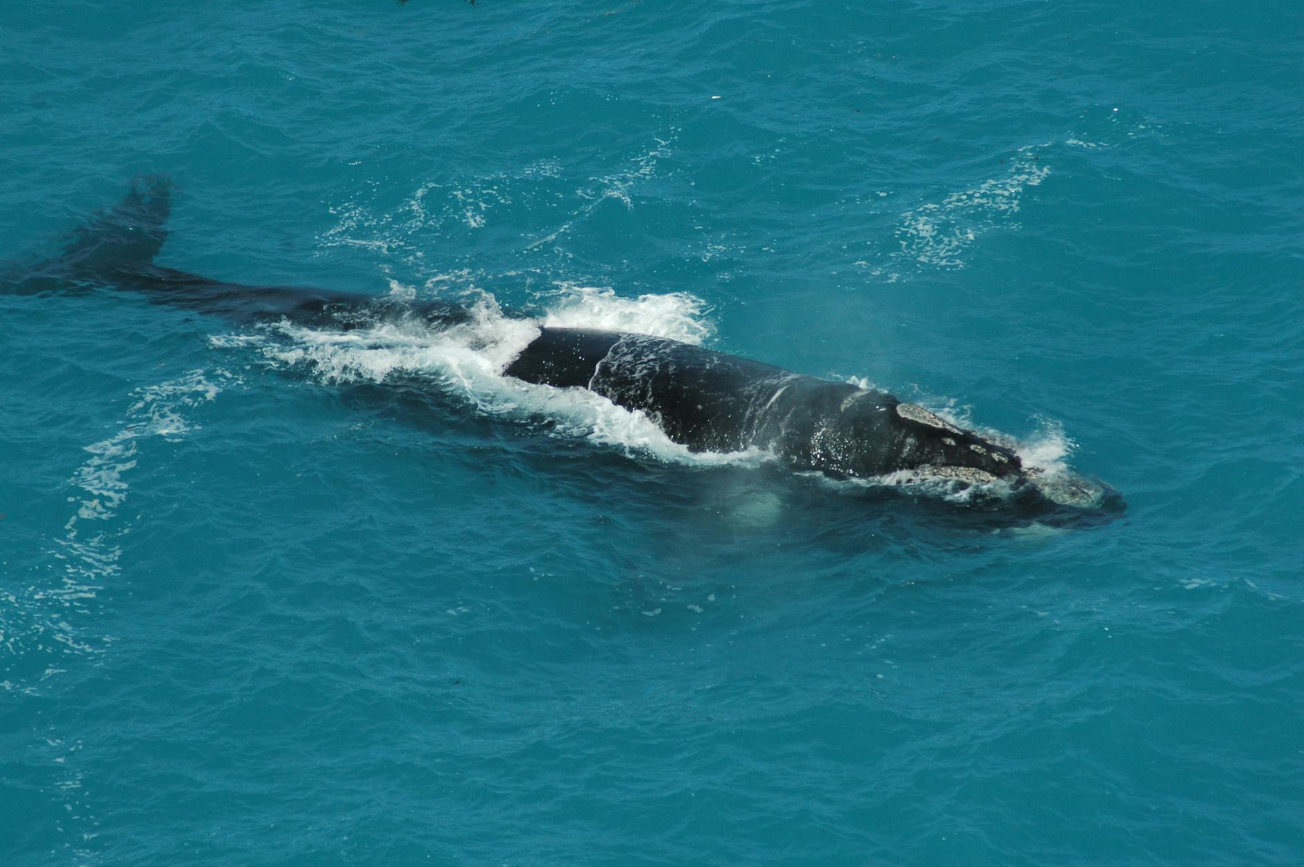 Whales Running Long While Push XRP Toward Breakout