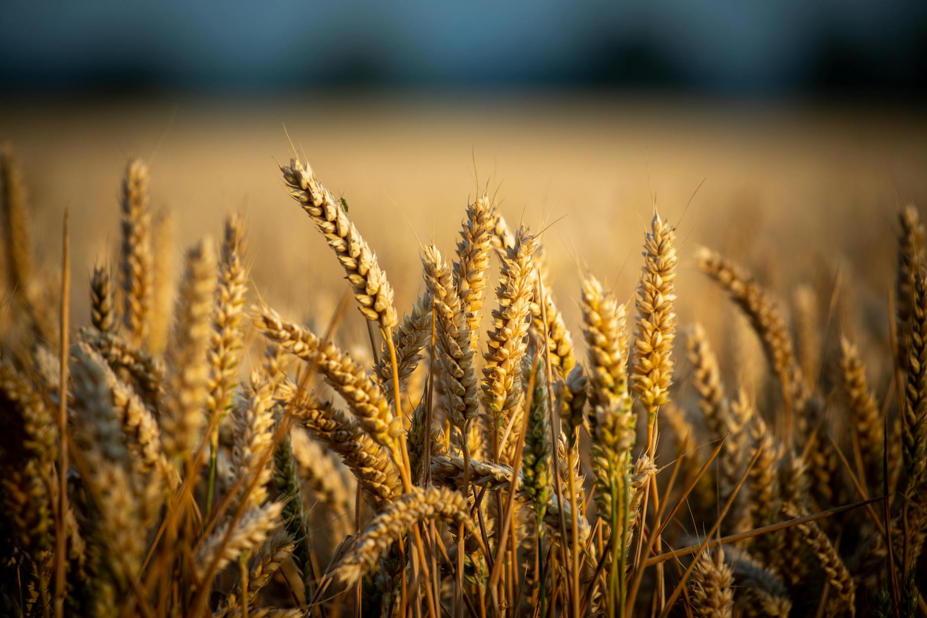 Wheat Prices Soared Month: Hedge with DBA, TAGS, WEAT