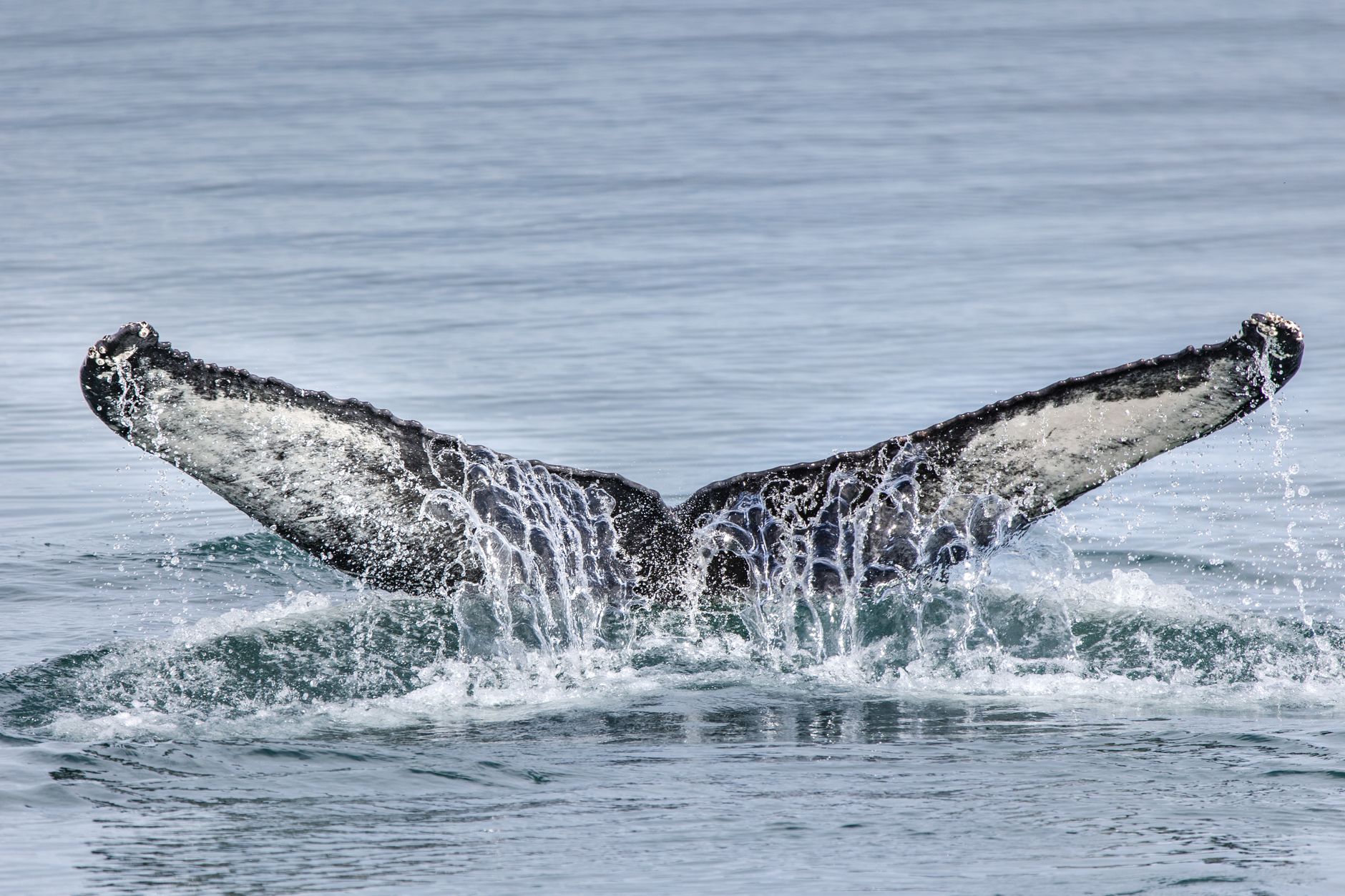 XRP Price Drops 10-Day Whale as Market Turns Cautious
