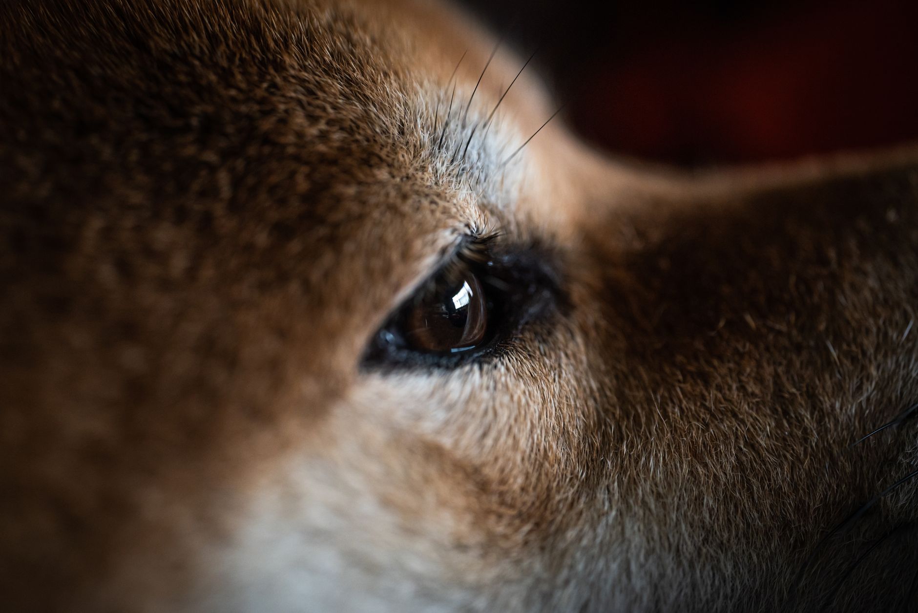 XRP Price Predictions Rally as Shiba Goes Hot Again