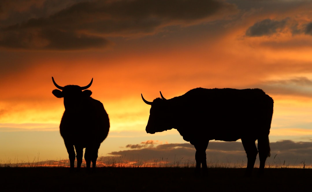 What Keeps The Bull Case Alive