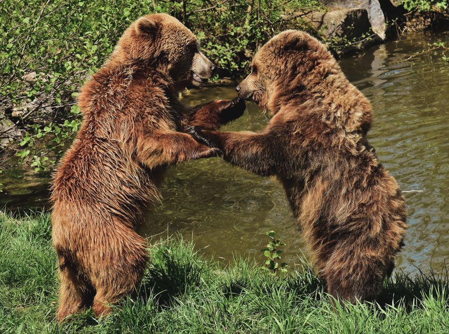 Thinking Through The Bear Case And The Bull Case