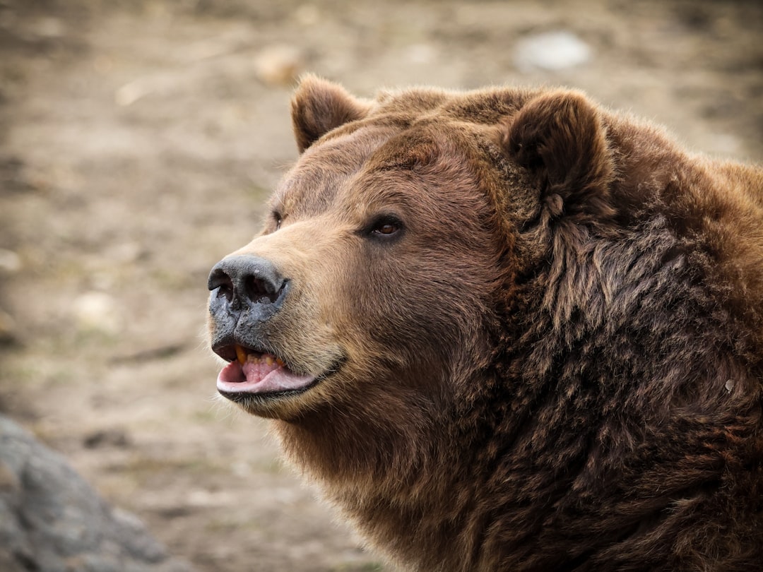 Bear Case: Why it Could Stay a Value Trap