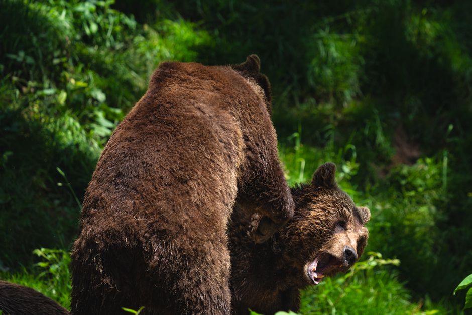 The Bear Case: What Could Undermine the Thesis