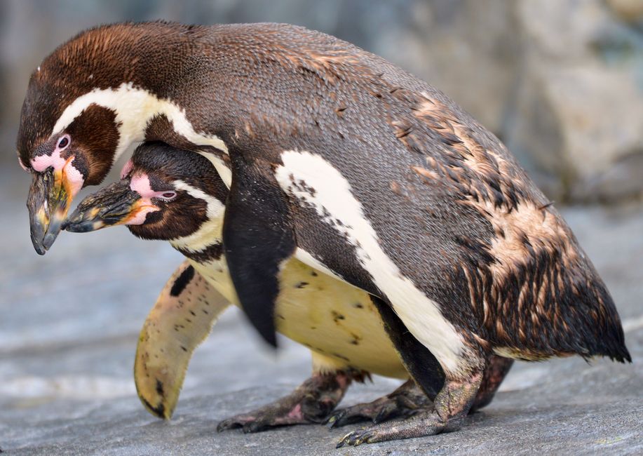 Penguin Solutions: What Happened This Quarter