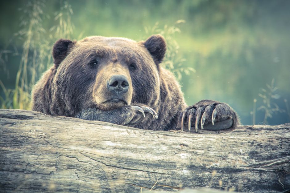 Bear Risks: Why a Selloff or Stagnation Remains Possible