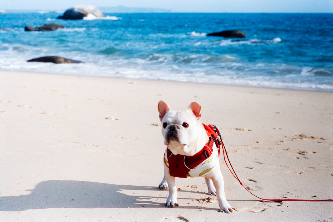 The true cost of a pet: more than the purchase price