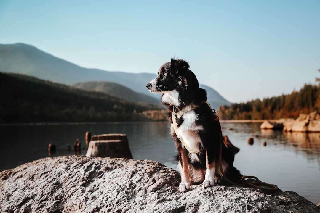 Competitive Landscape: Where PETS Stands