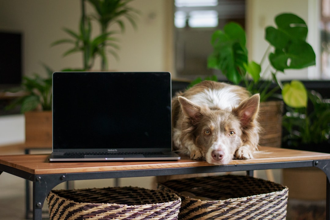 Valuation: How to Think About PETS Today