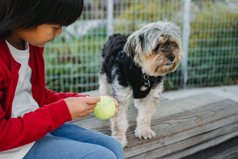 The Impact on San Francisco Pet Owners